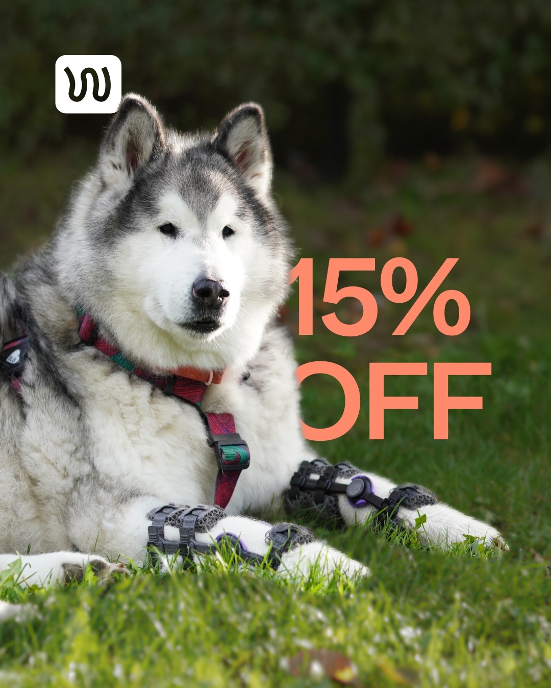 dog with bilateral carpal braces