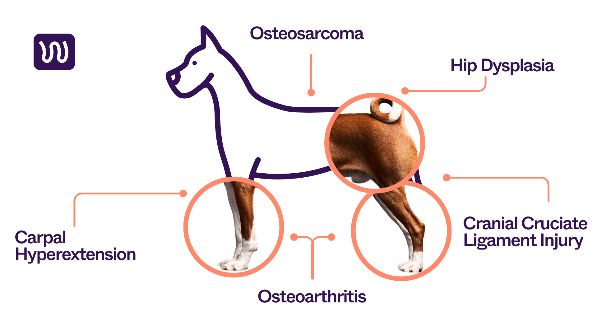 canine orthopedic issues