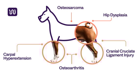 canine orthopedic issues