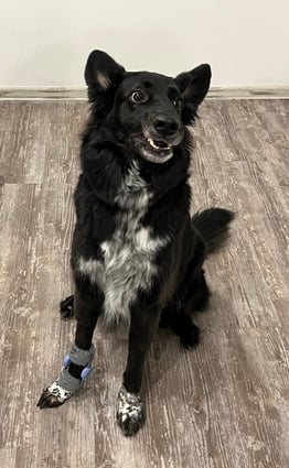 smiled black dog with a Carpal Ligament injury wearing WIMBA carpal orthotic