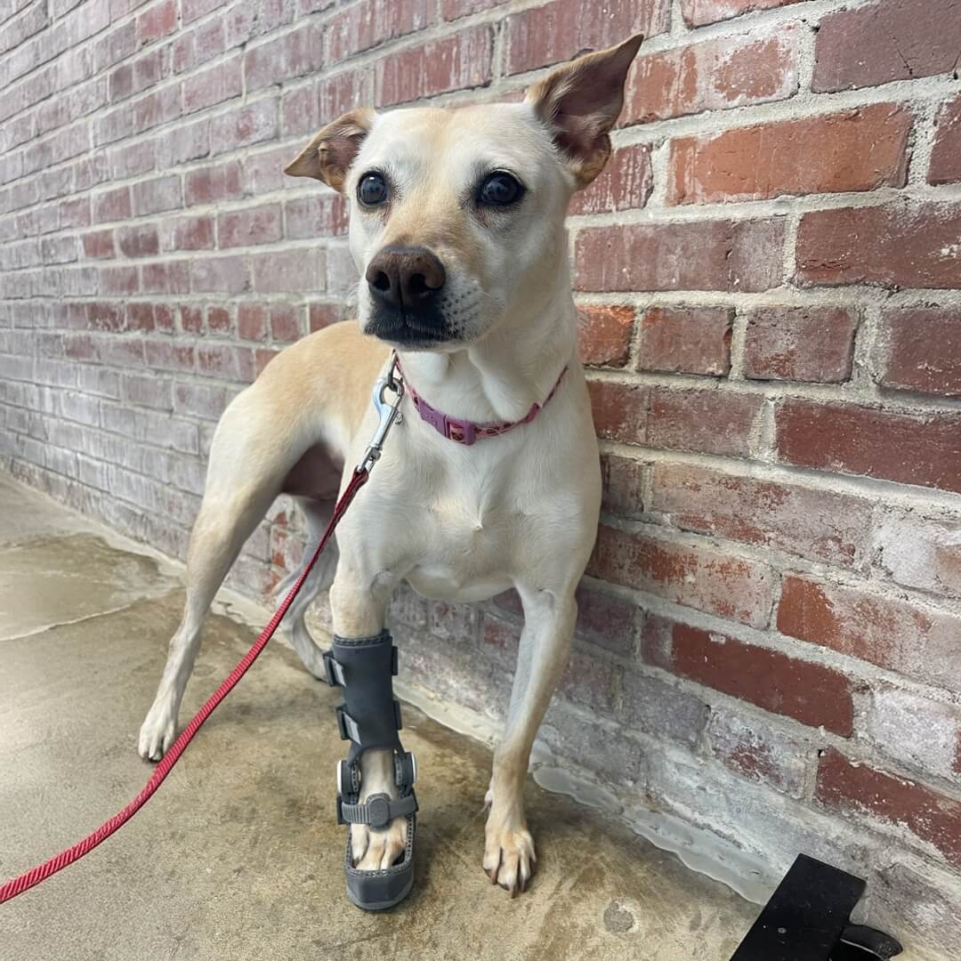 dog with wimba carpus orthosis pro