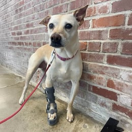 dog with wimba carpus orthosis pro