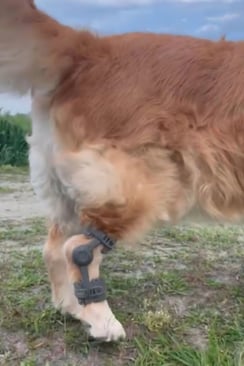 golden retriever wearing wimba tarsal orthotic