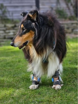 dog wearing Bilateral carpal orthotics