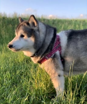  Alaskan malamute dog in the field