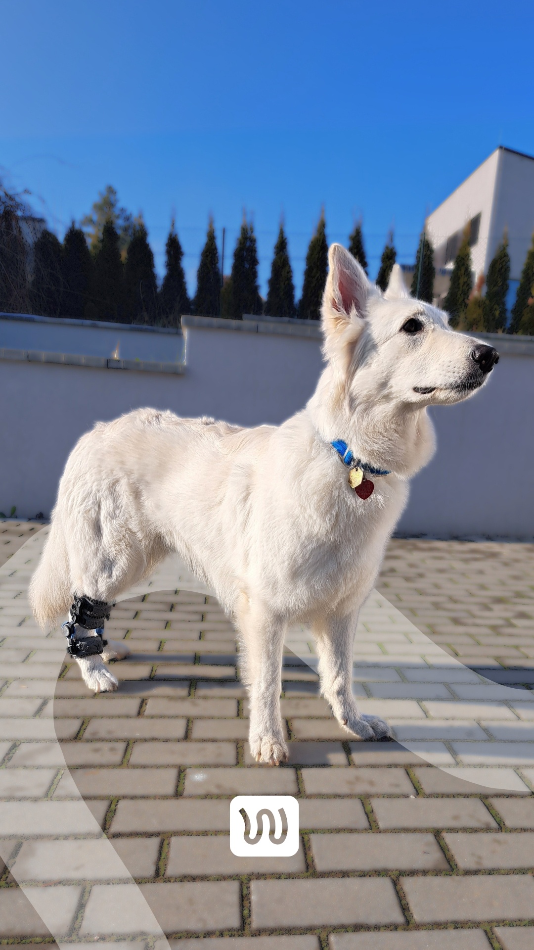 white dog with wimba tarsal brace
