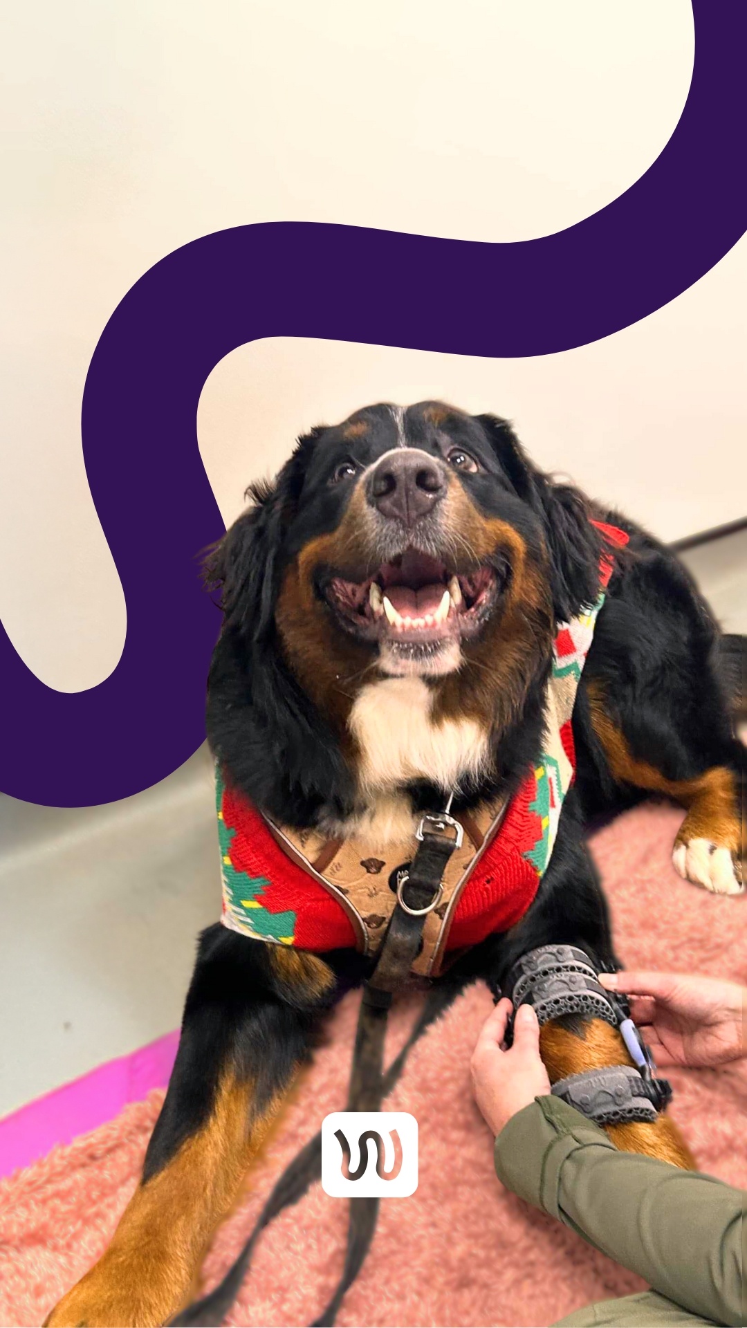 dog with wimba carpal brace