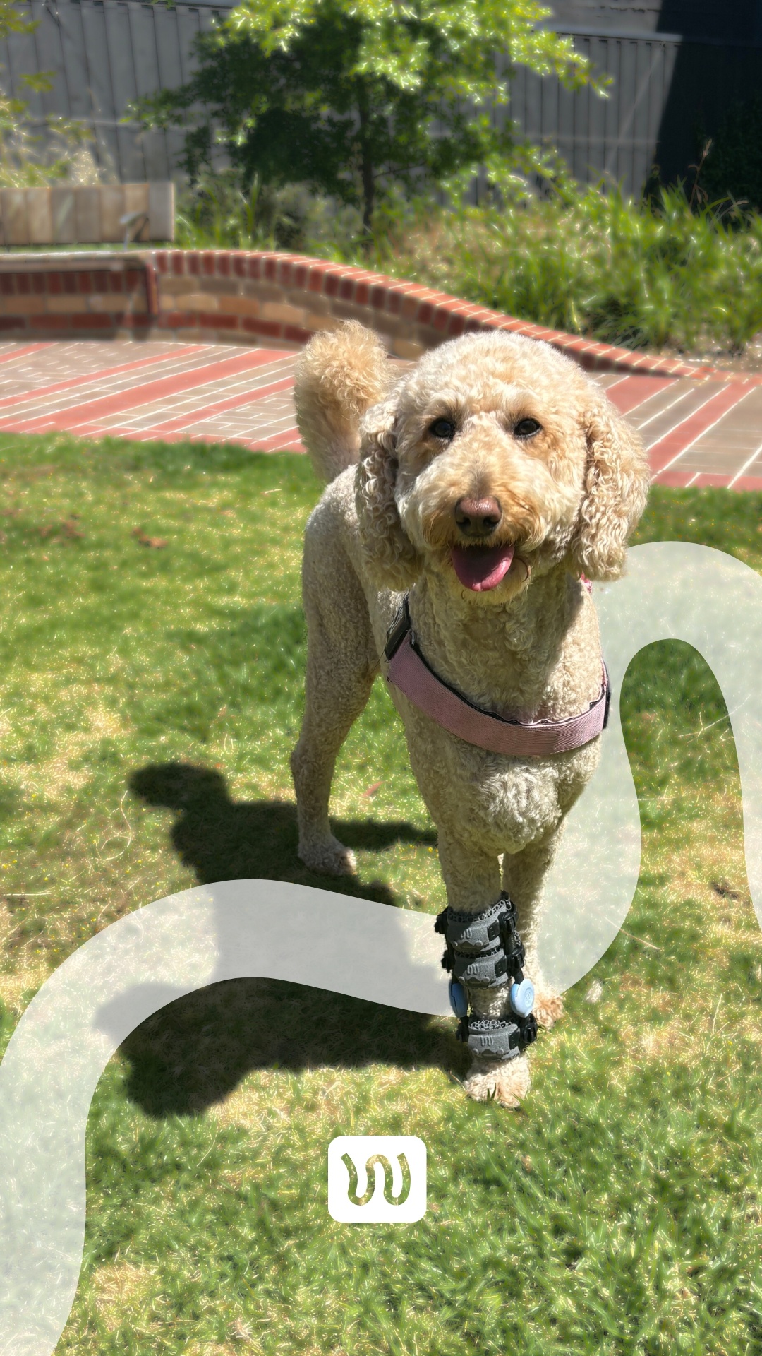 dog with wimba carpal brace