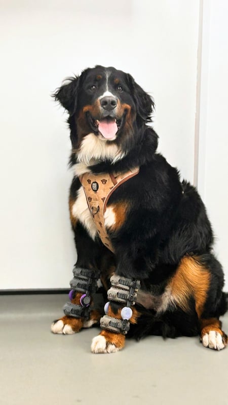 bernie with 2 orthoses