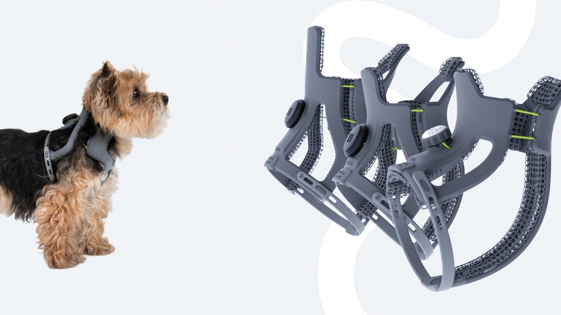 dog wearing wimba cervical collar - neck brace