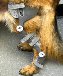 frankie-wimba-stifle-orthotics-2