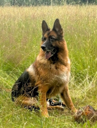 German Shepherd in the field