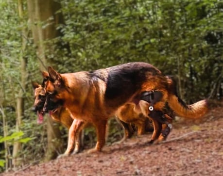 German Shepherd wearing WIMBA Stifle Orthotics in the forst