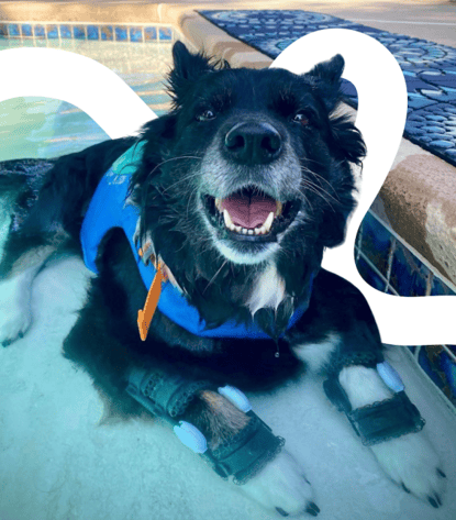 dog with bilateral carpal orthotics