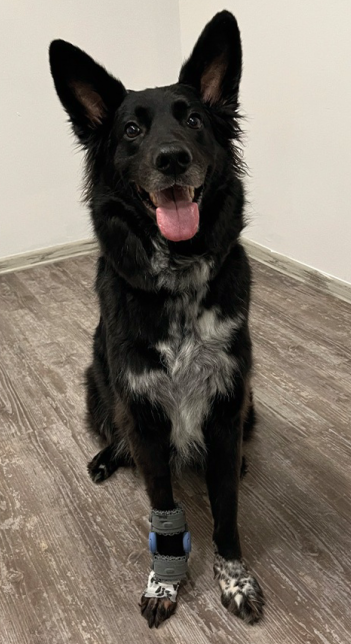Lexis dog with a Carpal Ligament injury wearing WIMBA carpal orthotic