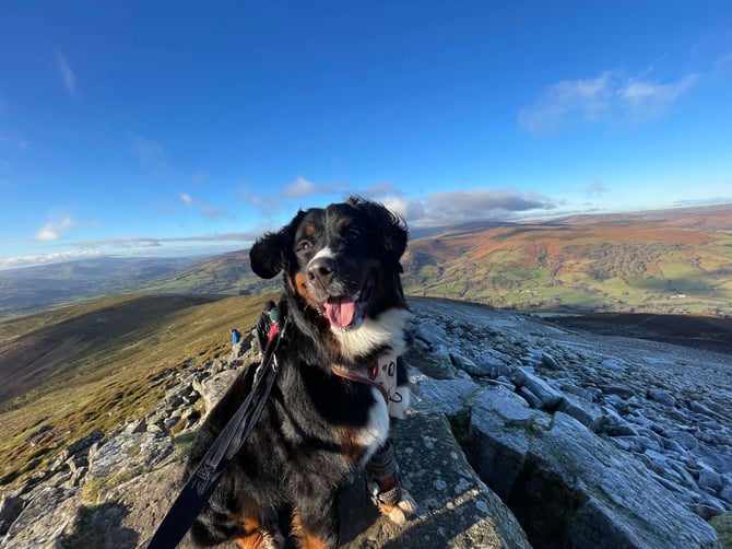 dog in the mountains