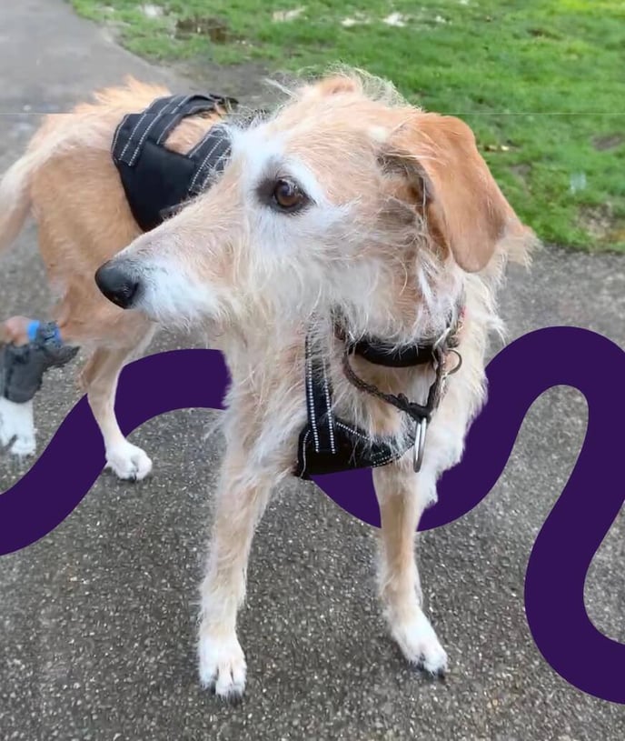 the dog with hwimba tarsal orthotic