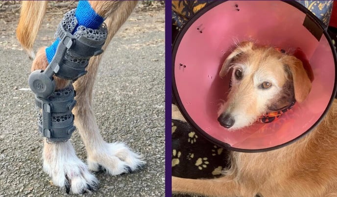 the dog with hwimba tarsal orthotic