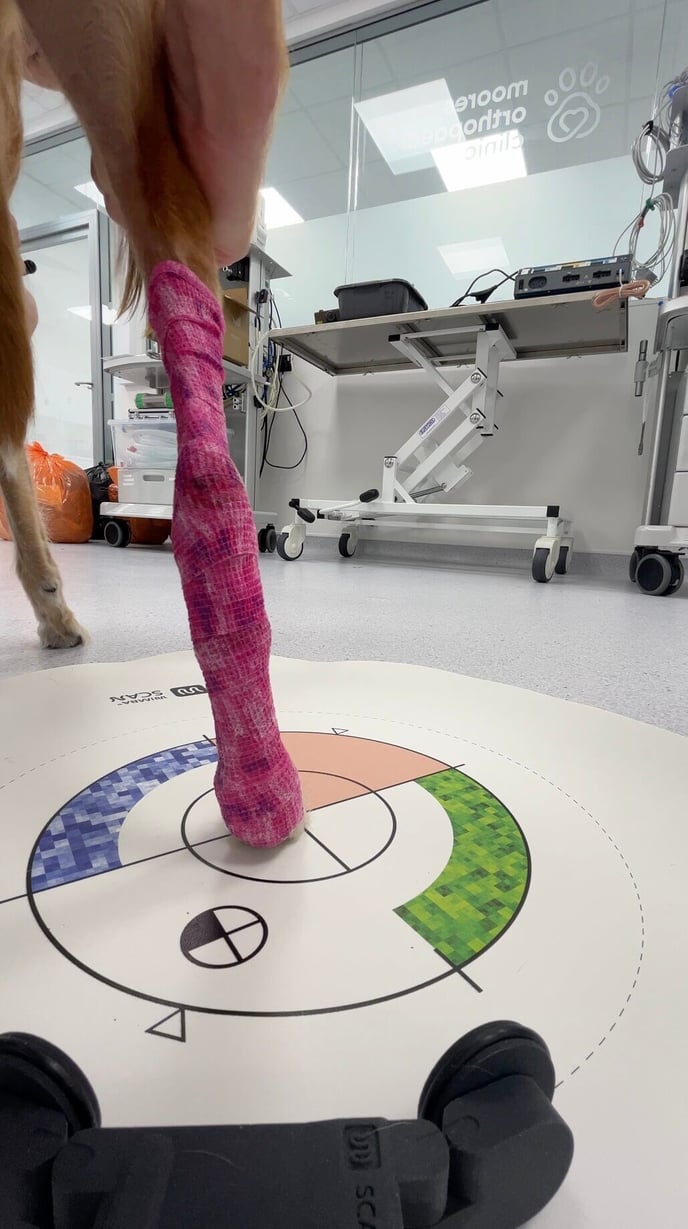 the dog being wimba scanned