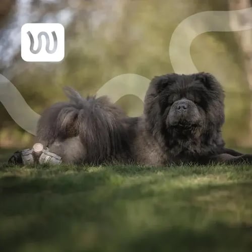 thanos with wimba tarsal brace